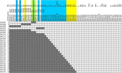 Super-Multiple Deletion Analysis of Type III Effectors in Ralstonia solanacearum OE1-1 for Full Virulence Toward Host Plants